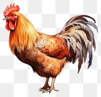 PNG Chicken poultry animal bird. 