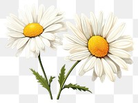 PNG Daisy flower plant transparent background