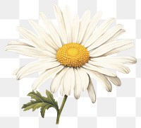PNG Daisy flower plant transparent background