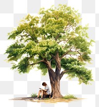 PNG Tree outdoors plant transparent background