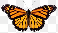 PNG Monarch butterfly monarch animal insect. 