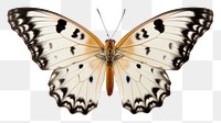 PNG Beautiful butterfly animal insect