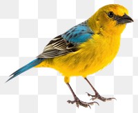 PNG Animal canary bird budgerigar. 