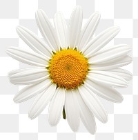 PNG Daisy flower plant transparent background