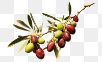 PNG Plant olive fruit tree. 