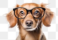 PNG Glasses mammal animal puppy. 