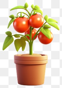 PNG Tomato plant vegetable fruit. 