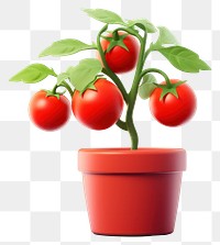 PNG Tomato plant vegetable fruit. 