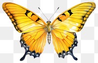 PNG Butterfly animal insect yellow