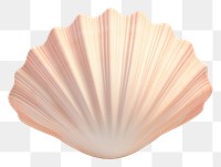 PNG Seashell clam white background invertebrate. AI generated Image by rawpixel.