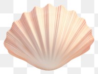 PNG Seashell clam white background invertebrate. 