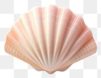 PNG Seashell clam white background invertebrate. 