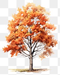 PNG Plant maple tree leaf. AI generated Image by rawpixel.