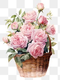 PNG Basket rose flower plant transparent background