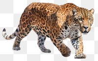 PNG Wildlife leopard animal mammal transparent background