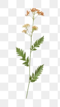 PNG Flower plant herbs leaf. 