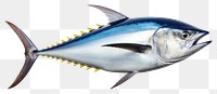 PNG Animal fish tuna transparent background