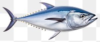 PNG Animal fish tuna transparent background