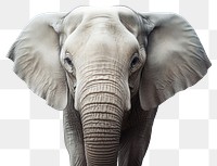 PNG Elephant wildlife animal mammal. AI generated Image by rawpixel.