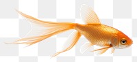 PNG Fish goldfish animal transparent background