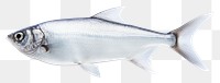 PNG Fish seafood animal transparent background