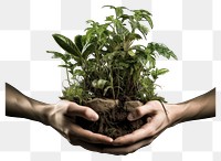 PNG Plant hand planting leaf transparent background