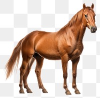 PNG Horse stallion mammal animal transparent background