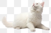PNG Kitten animal mammal pet. AI generated Image by rawpixel.