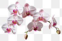 PNG Orchid nature flower petal. 