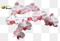 PNG Orchid nature flower plant. 