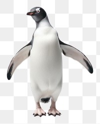PNG Penguin animal nature bird. AI generated Image by rawpixel.