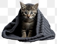 PNG Blanket kitten animal mammal. 