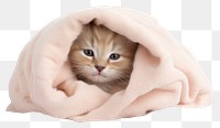 PNG Blanket kitten mammal animal. AI generated Image by rawpixel.