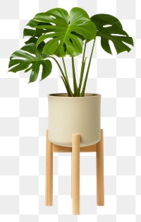 PNG Plant vase leaf houseplant. AI generated Image by rawpixel.