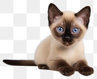 PNG Siamese animal mammal kitten. 