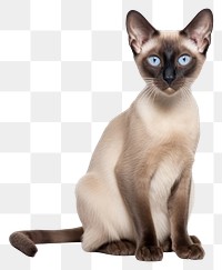 PNG Siamese animal mammal pet. AI generated Image by rawpixel.