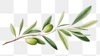 PNG Branch plant olive herbs