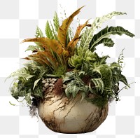 PNG Plant flower vase leaf transparent background