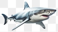 PNG Shark animal fish transparent background