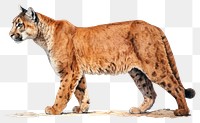 PNG Wildlife cheetah animal mammal transparent background