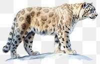 PNG Leopard wildlife animal mammal transparent background