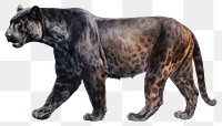 PNG Wildlife leopard mammal animal transparent background