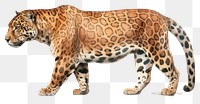 PNG Wildlife leopard animal mammal transparent background