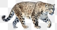 PNG Leopard wildlife animal mammal transparent background