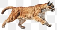 PNG Wildlife animal mammal tiger transparent background