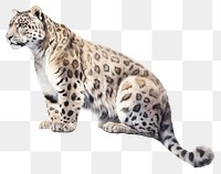 PNG Leopard wildlife animal mammal transparent background