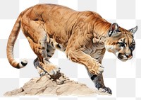 PNG Wildlife animal mammal tiger transparent background