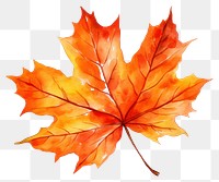 PNG Maple leaf autumn plant