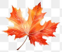 PNG Maple leaf autumn plant