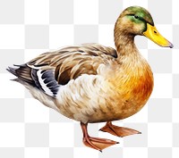 PNG Duck animal bird transportation. AI generated Image by rawpixel.